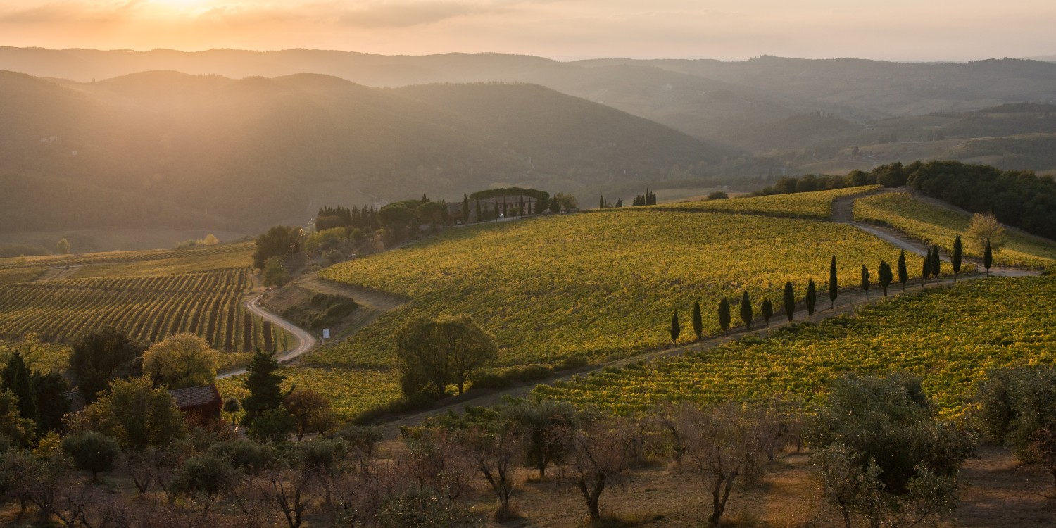 header Vigneti La Selvanella