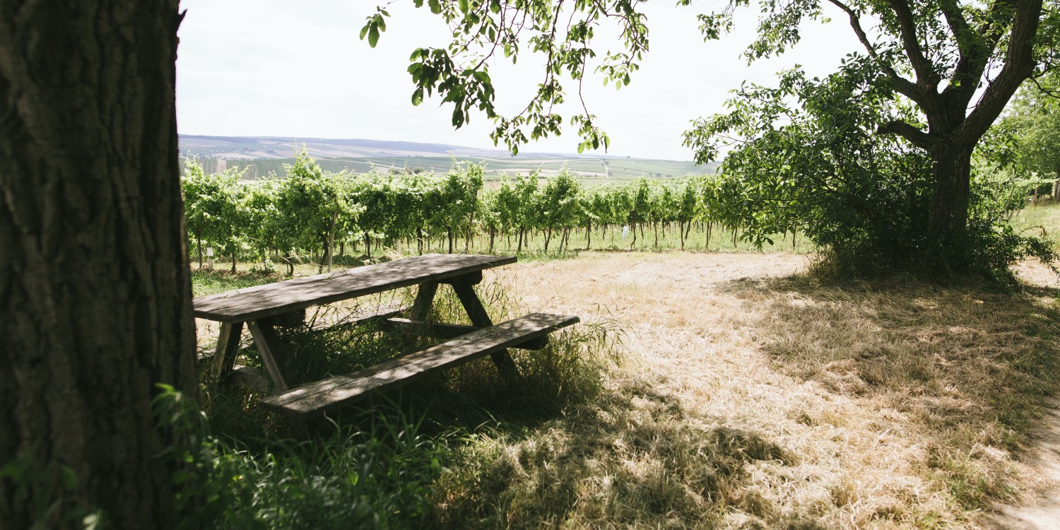 header Weingut Ebner-Ebenauer
