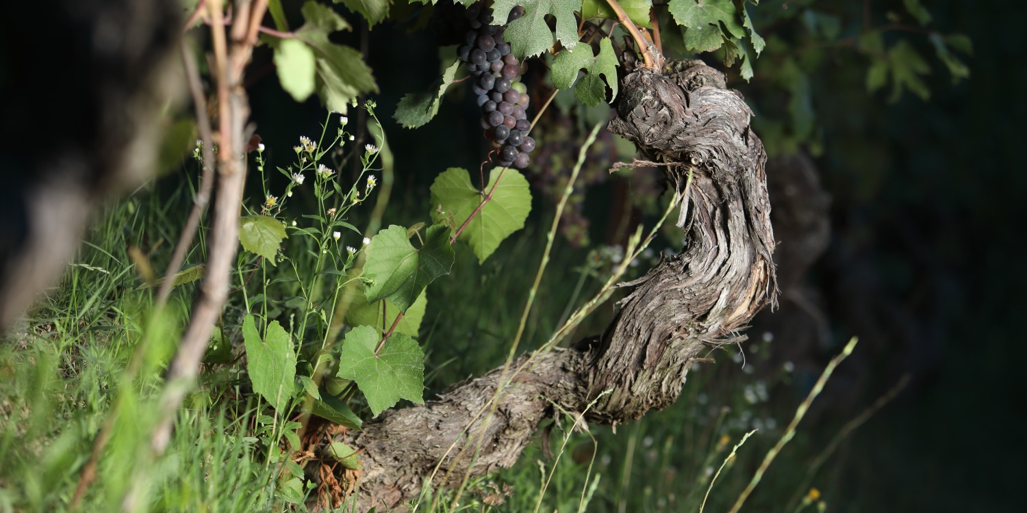 header Cascina Baricchi