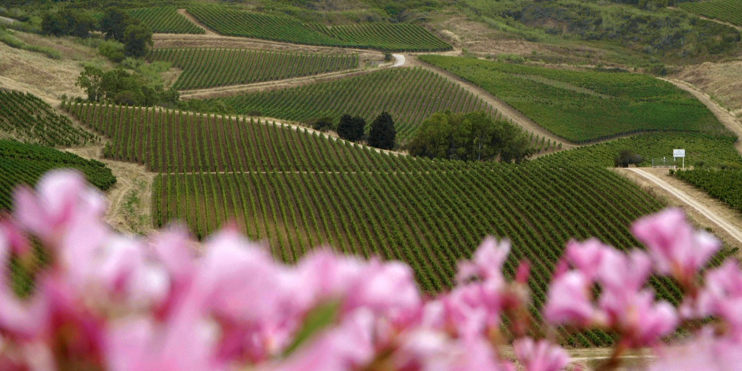 header Tenuta Rapitalà